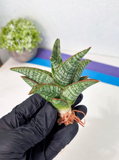 Sansevieria Samosir (Ha4) (12) | Rare Collection
