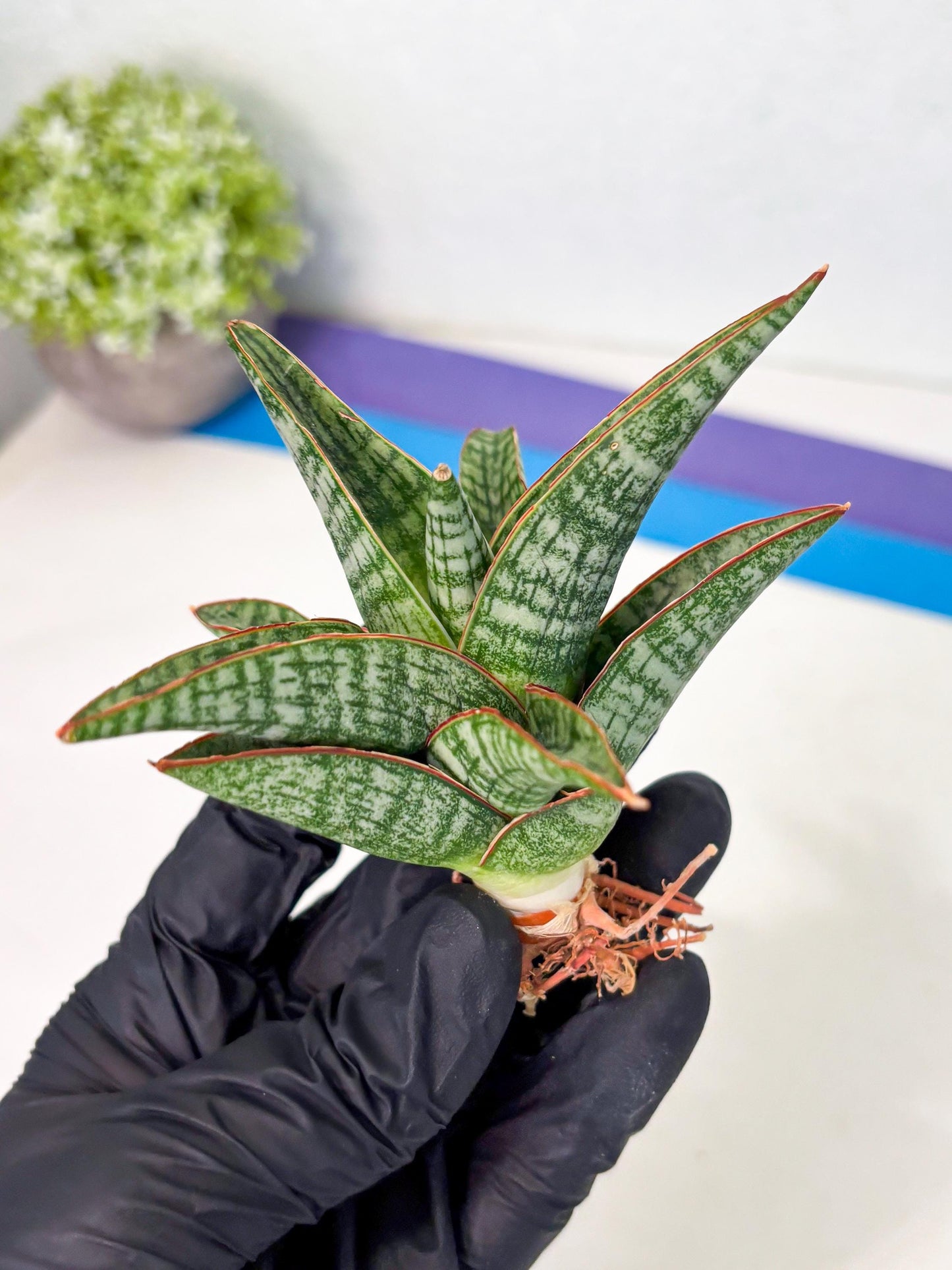 Sansevieria Samosir (Ha4) (12) | Rare Collection