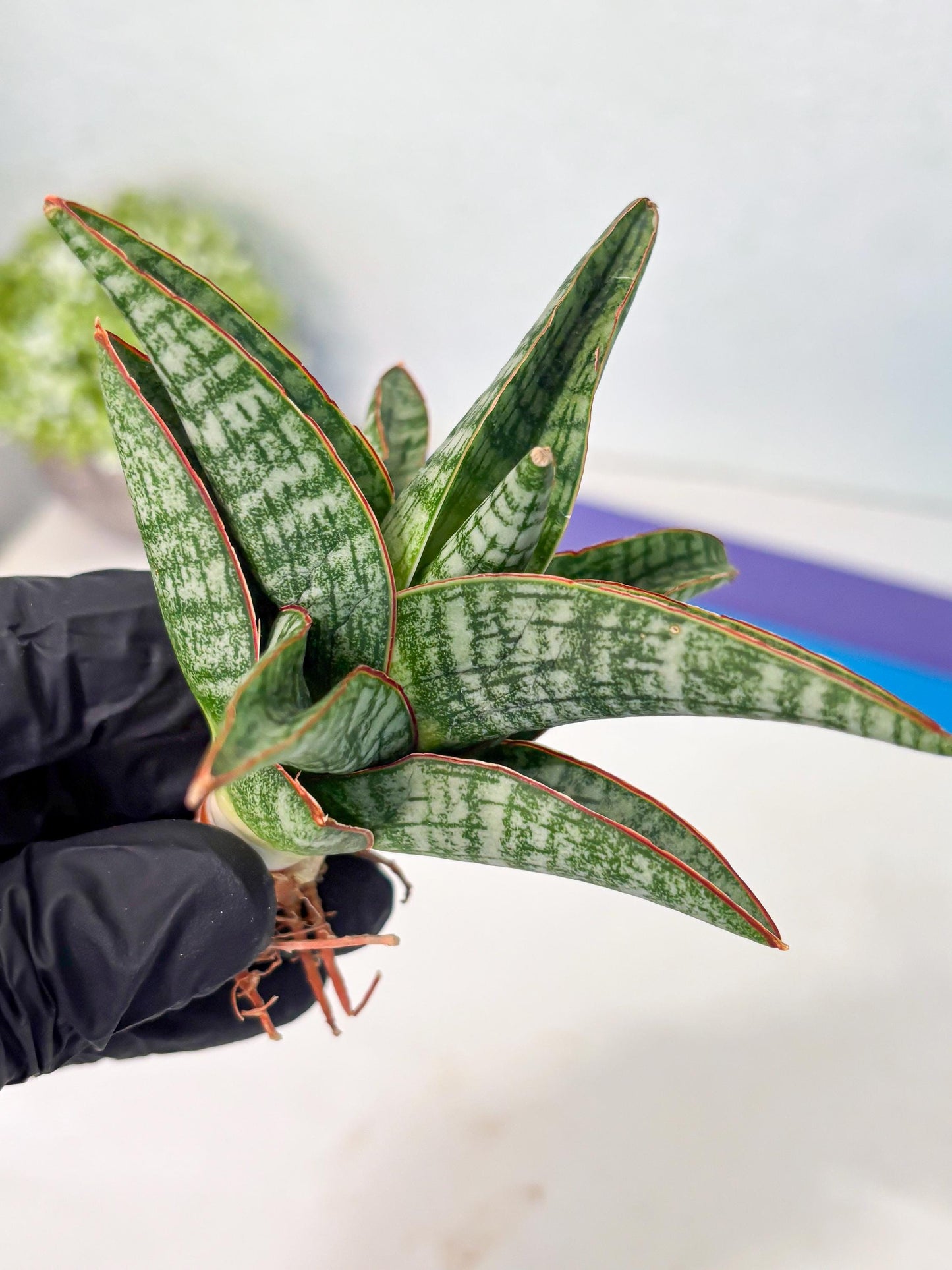 Sansevieria Samosir (Ha4) (12) | Rare Collection