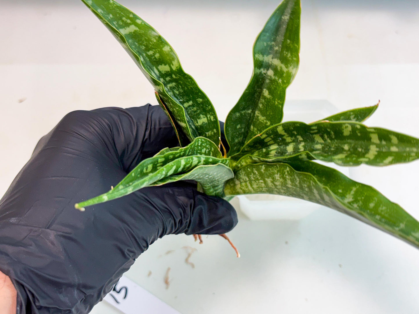 Sansevieria Kraden (ba4) (15) | Rare Collection