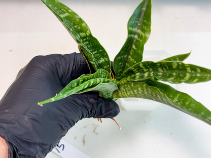 Sansevieria Kraden (ba4) (15) | Rare Collection