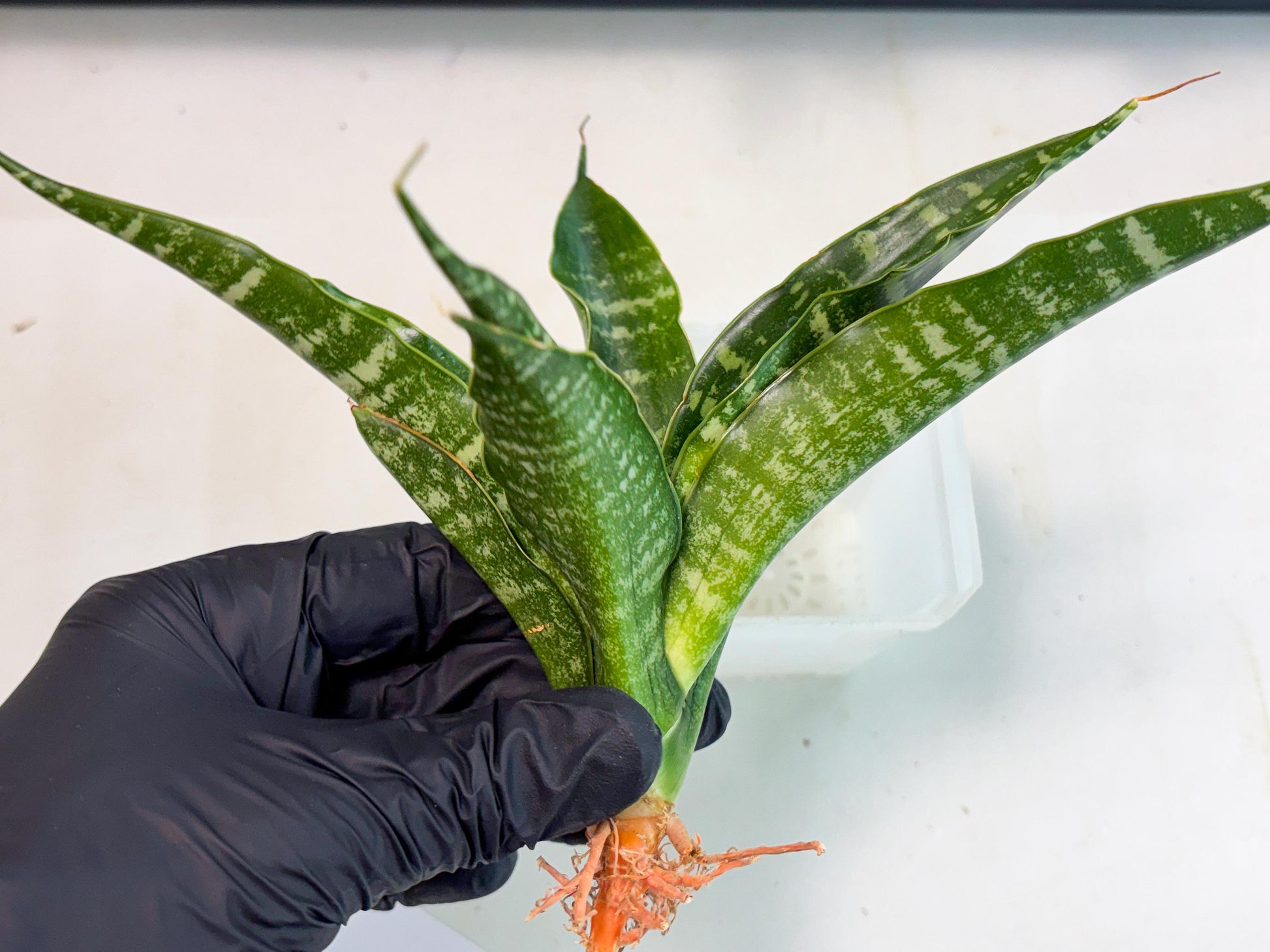 Sansevieria Kraden (ba4) (15) | Rare Collection