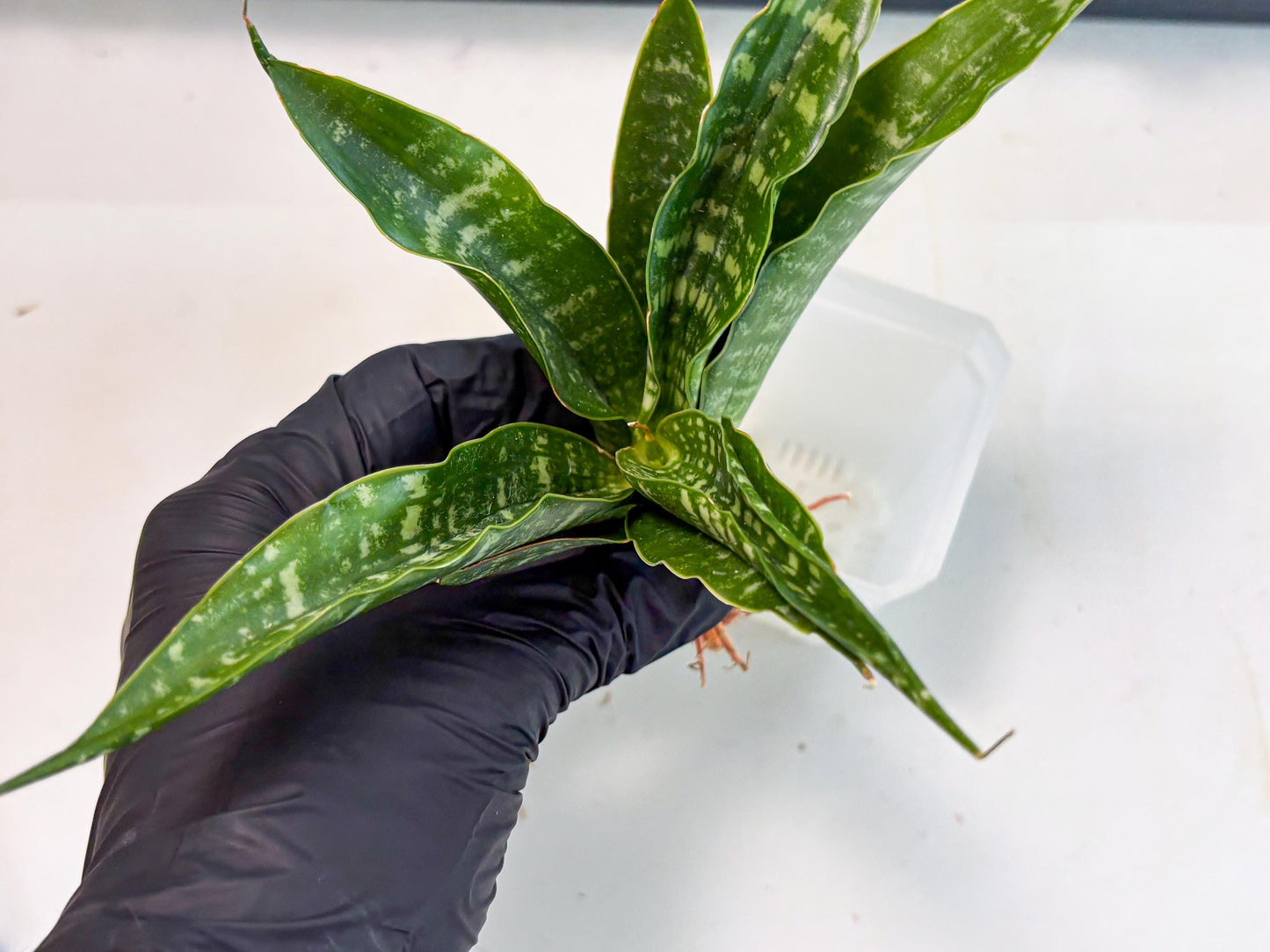 Sansevieria Kraden (ba4) (15) | Rare Collection