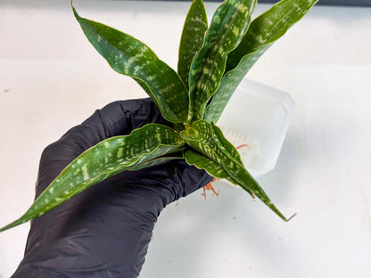 Sansevieria Kraden (ba4) (15) | Rare Collection