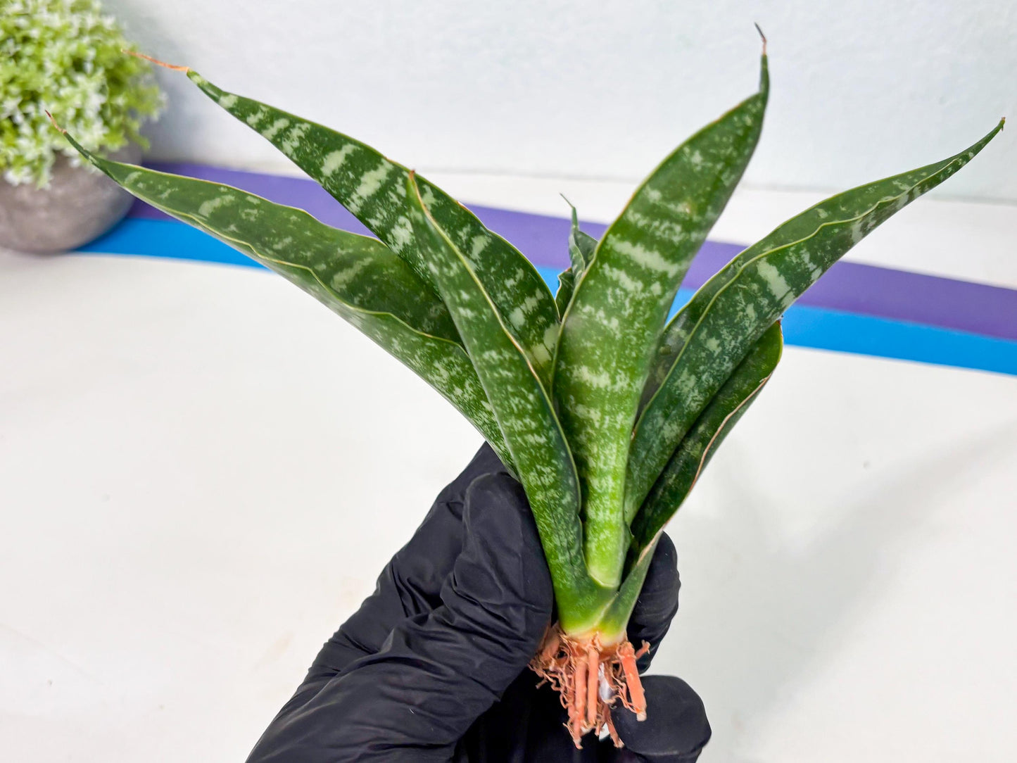 Sansevieria Kraden (ba4) (15) | Rare Collection