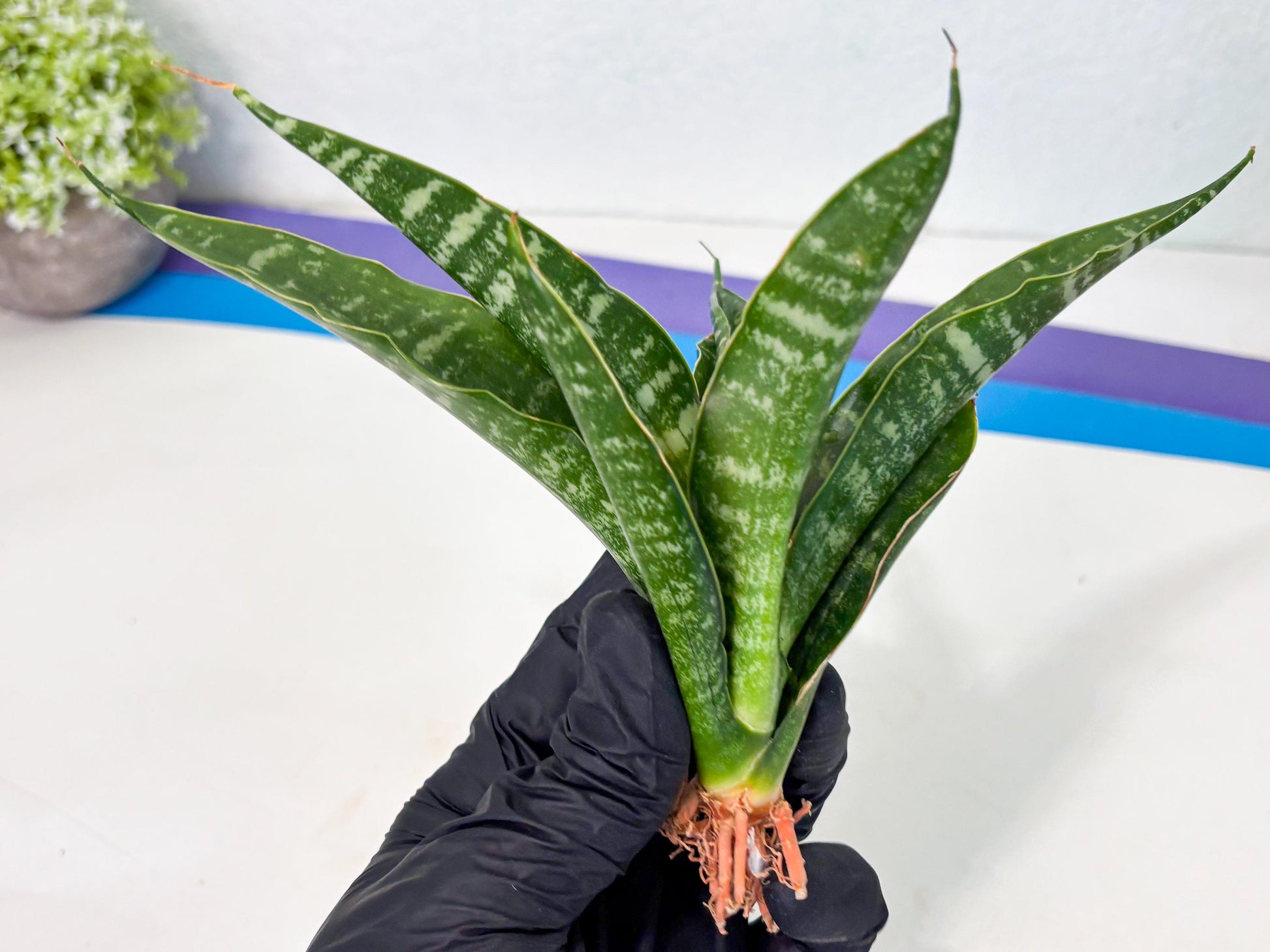 Sansevieria Kraden (ba4) (15) | Rare Collection