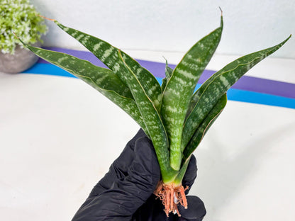 Sansevieria Kraden (ba4) (15) | Rare Collection
