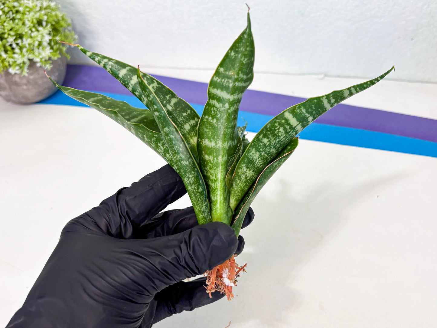 Sansevieria Kraden (ba4) (15) | Rare Collection