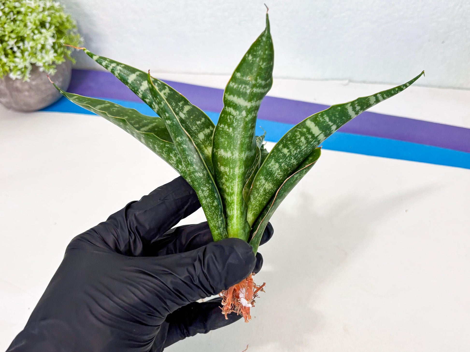 Sansevieria Kraden (ba4) (15) | Rare Collection