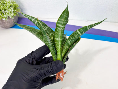 Sansevieria Kraden (ba4) (15) | Rare Collection