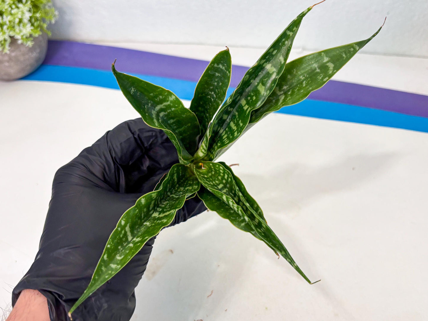 Sansevieria Kraden (ba4) (15) | Rare Collection