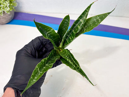 Sansevieria Kraden (ba4) (15) | Rare Collection