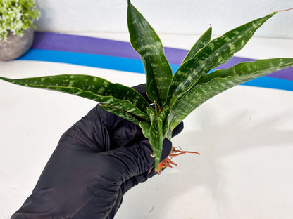Sansevieria Kraden (ba4) (15) | Rare Collection