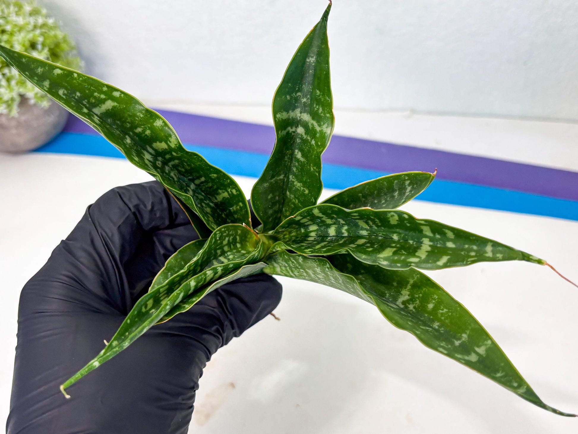 Sansevieria Kraden (ba4) (15) | Rare Collection