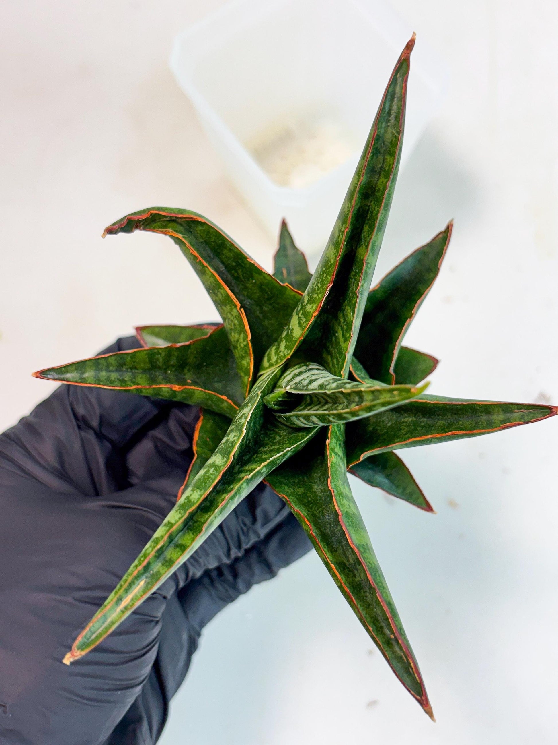 Sansevieria Jadu (ha5) (2) | Rare Collection