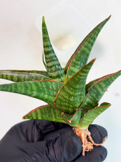 Sansevieria Jadu (ha5) (2) | Rare Collection