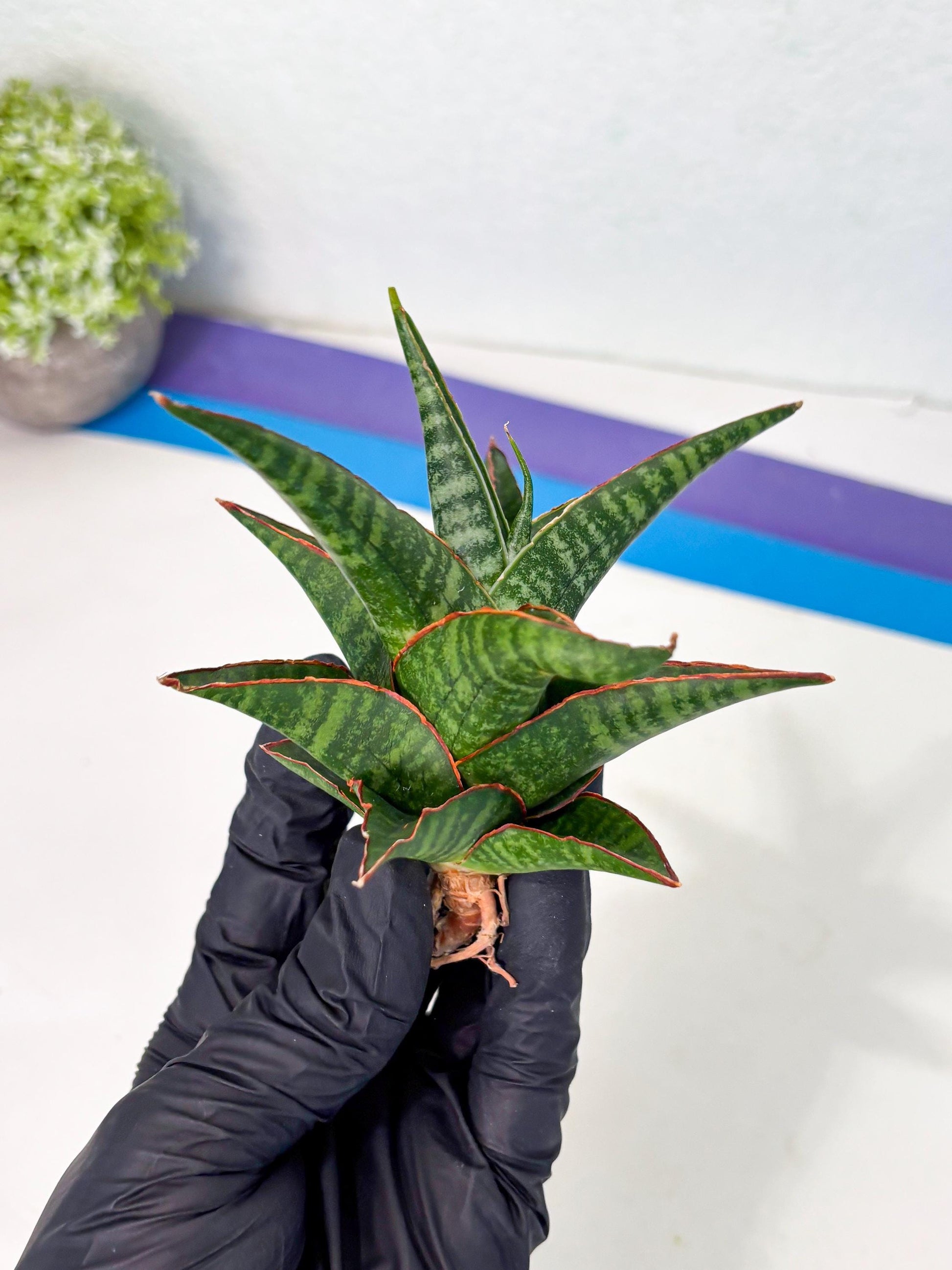 Sansevieria Jadu (ha5) (2) | Rare Collection