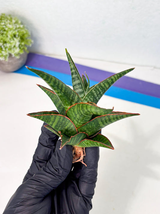 Sansevieria Jadu (ha5) (2) | Rare Collection