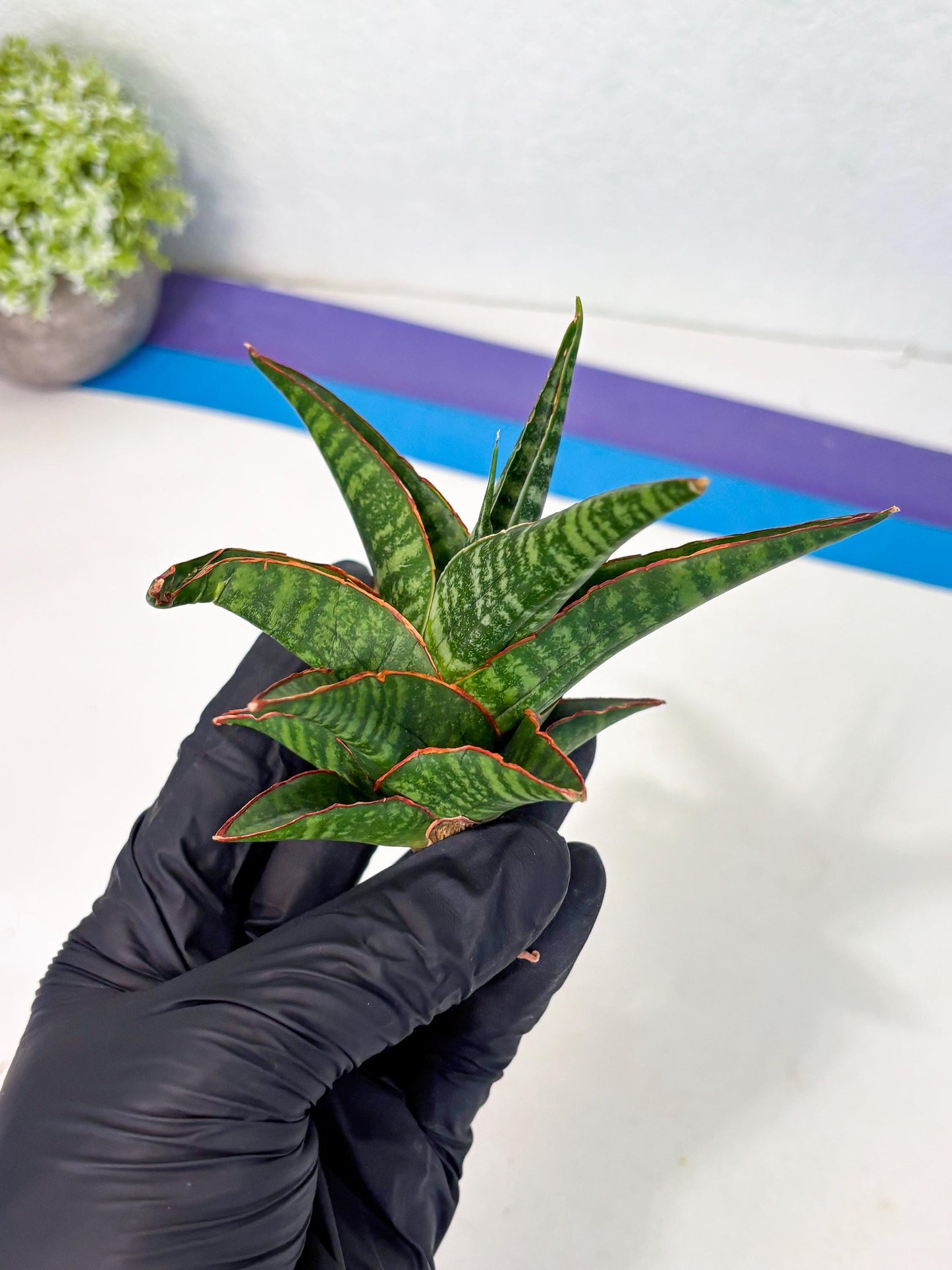 Sansevieria Jadu (ha5) (2) | Rare Collection