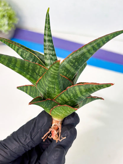 Sansevieria Jadu (ha5) (2) | Rare Collection