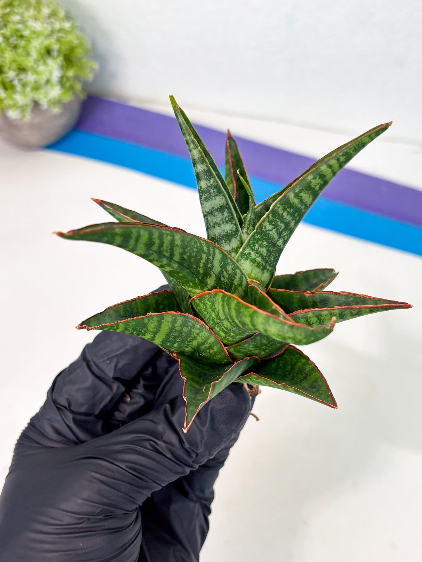 Sansevieria Jadu (ha5) (2) | Rare Collection