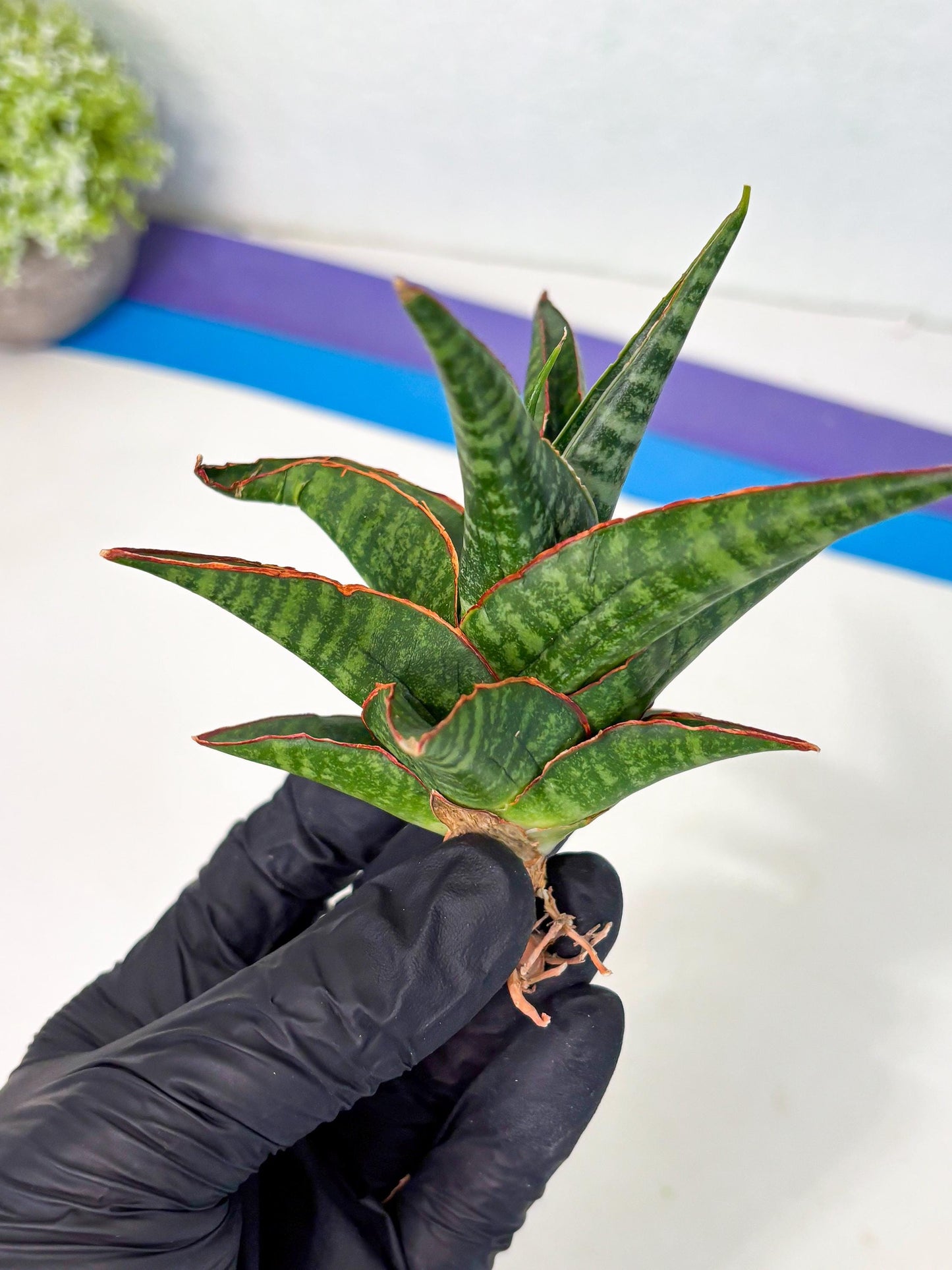 Sansevieria Jadu (ha5) (2) | Rare Collection