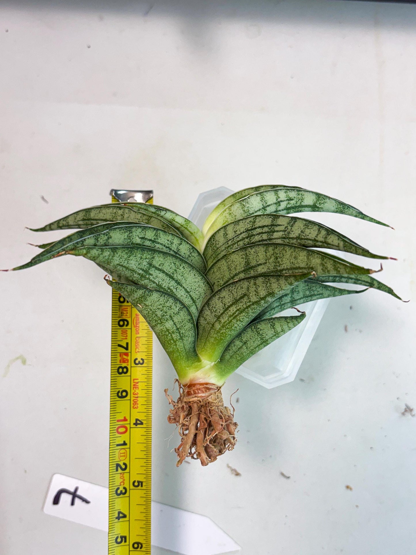 Sansevieria marsha x kasih (ha3) (7) | Rare Collection