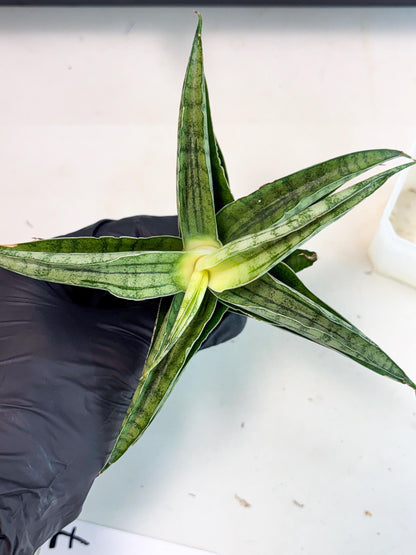 Sansevieria marsha x kasih (ha3) (7) | Rare Collection