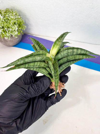Sansevieria marsha x kasih (ha3) (7) | Rare Collection