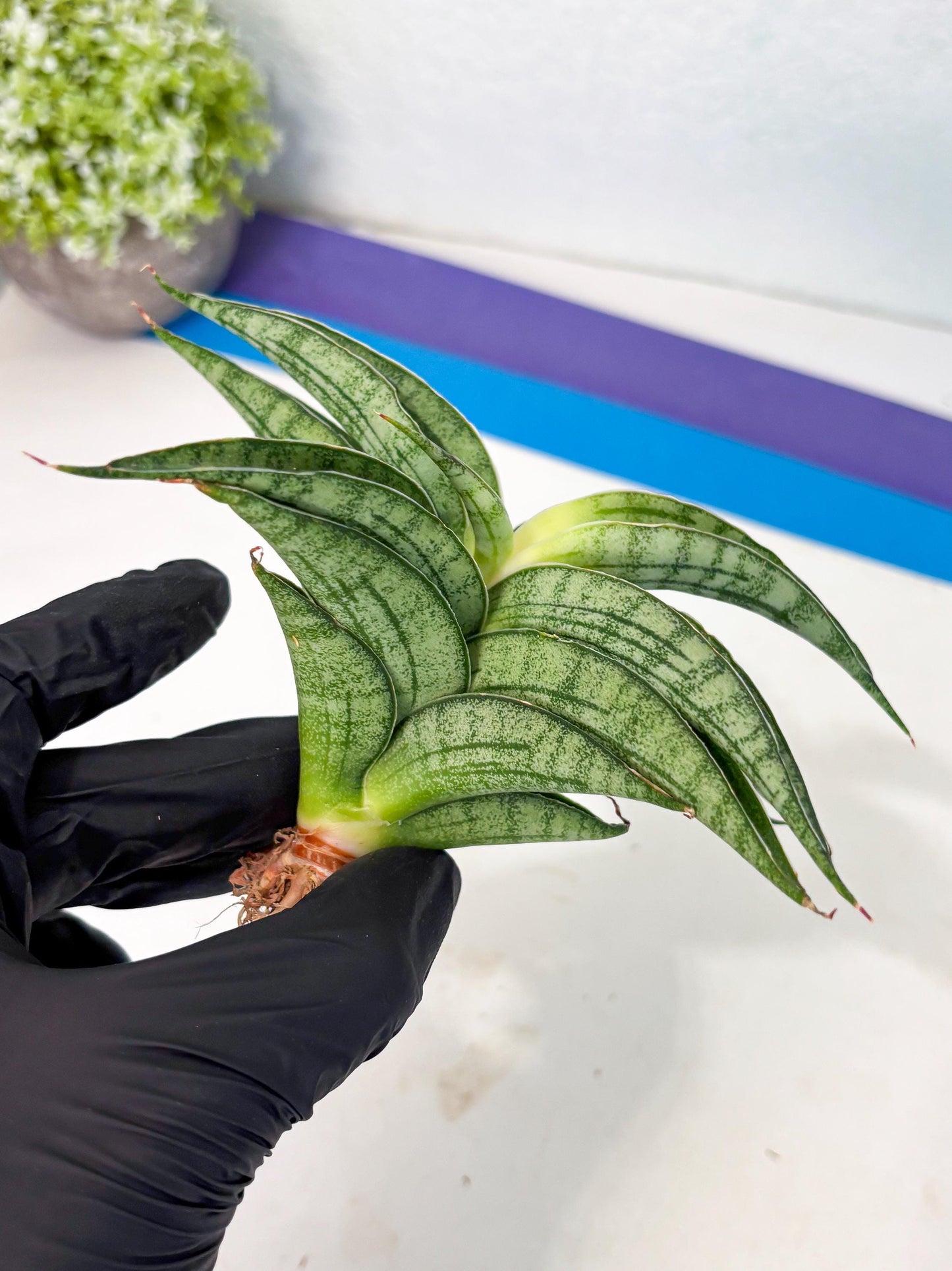 Sansevieria marsha x kasih (ha3) (7) | Rare Collection