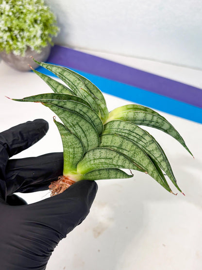 Sansevieria marsha x kasih (ha3) (7) | Rare Collection