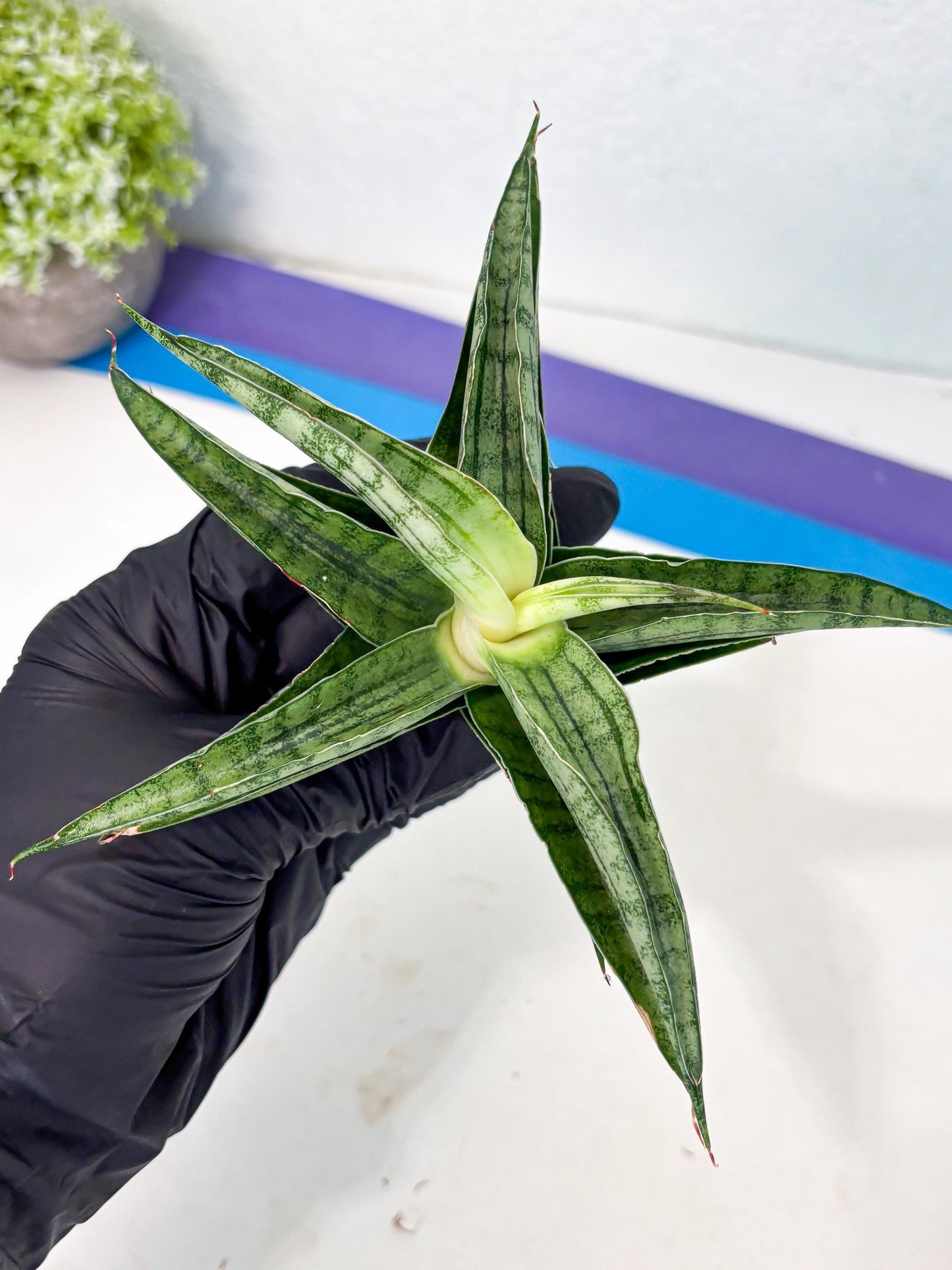 Sansevieria marsha x kasih (ha3) (7) | Rare Collection
