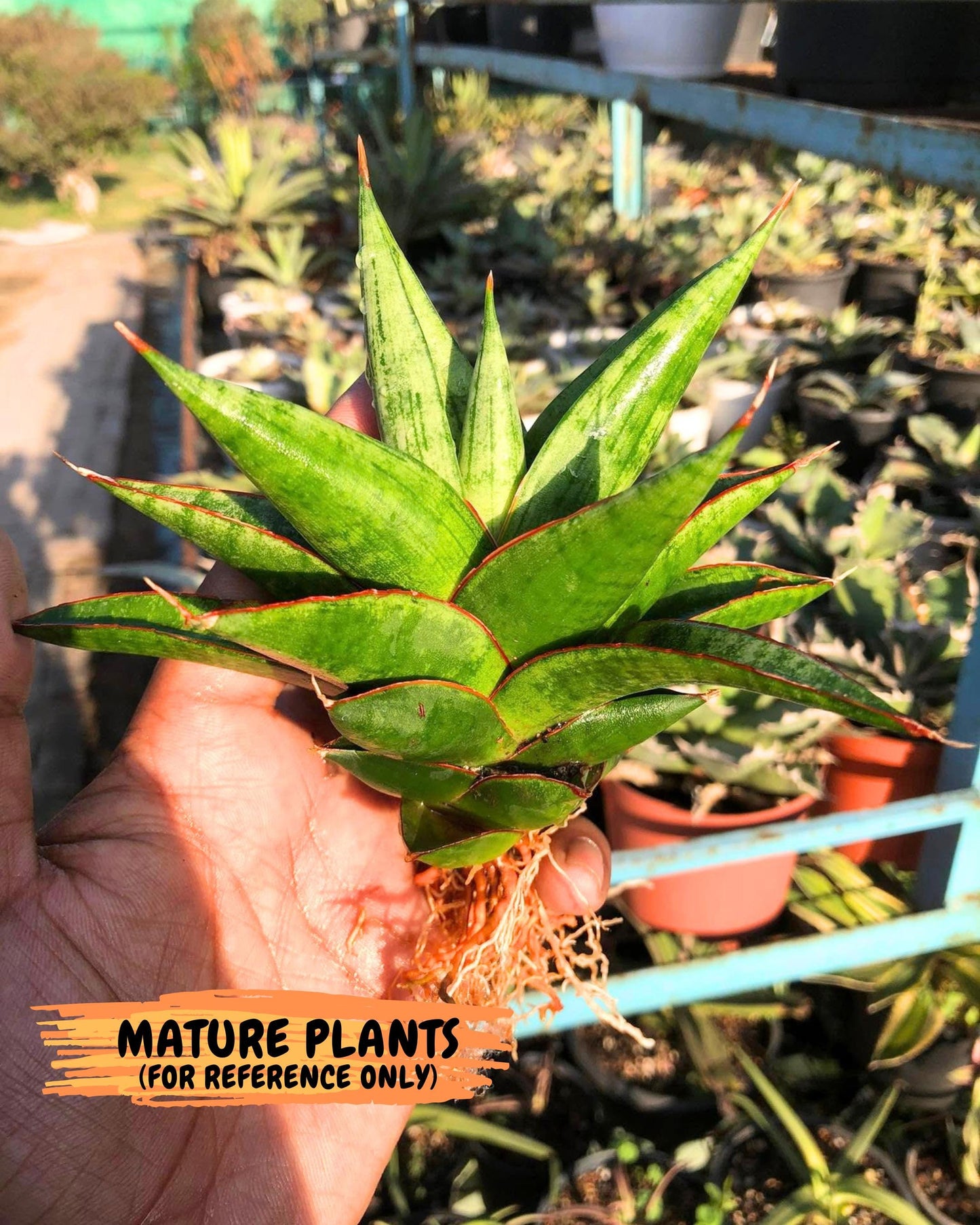 Sansevieria Juleha (ha3) (15) | Rare Collection
