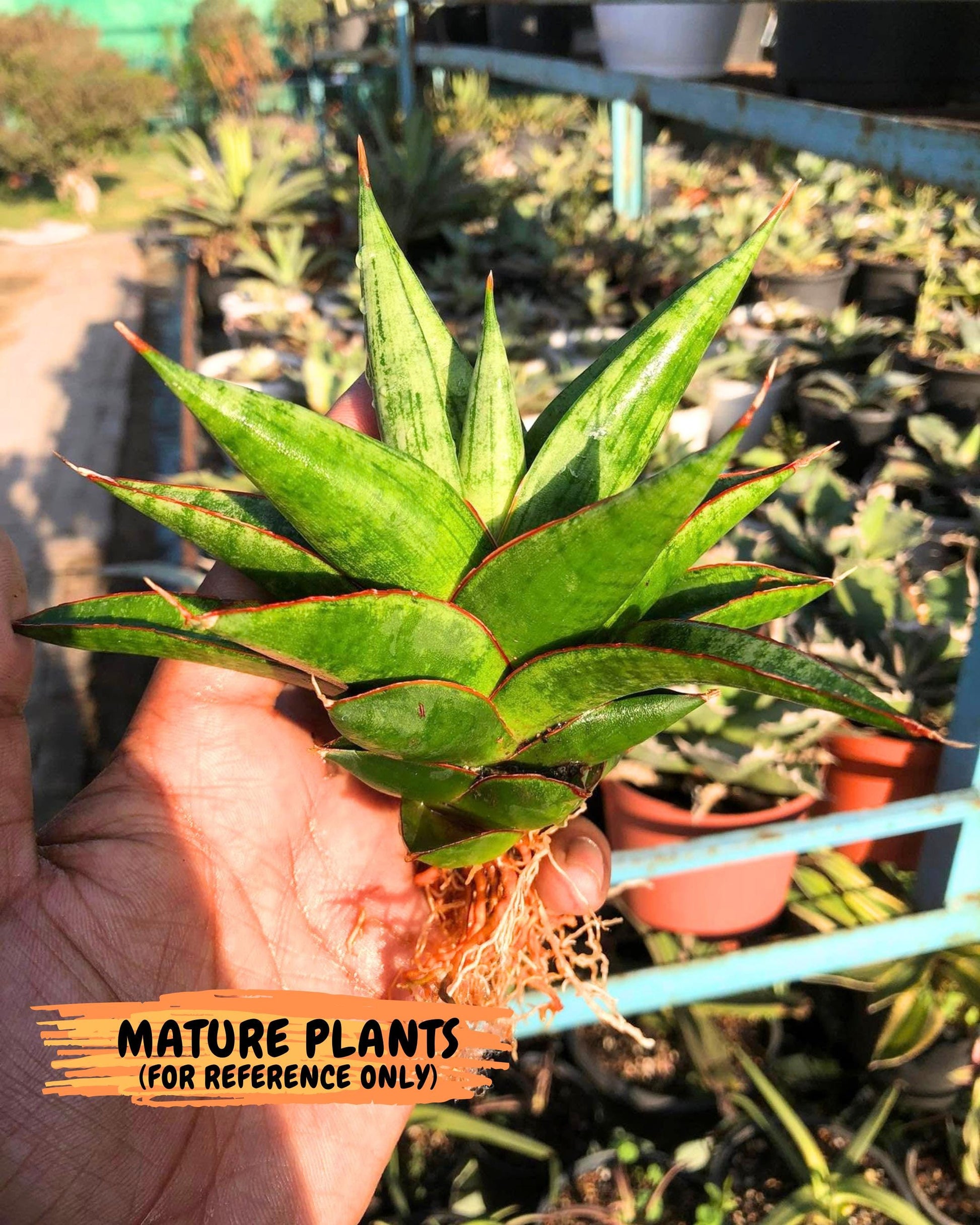 Sansevieria Juleha (ha3) (15) | Rare Collection