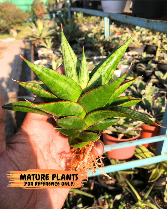 Sansevieria Juleha (ha3) (15) | Rare Collection