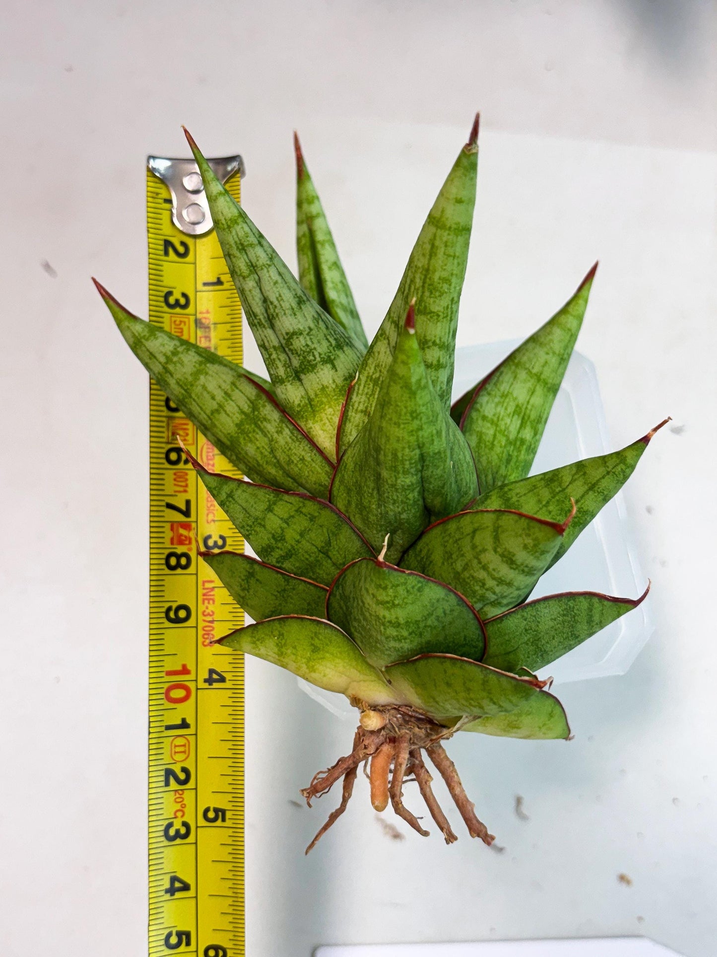 Sansevieria Juleha (ha3) (15) | Rare Collection