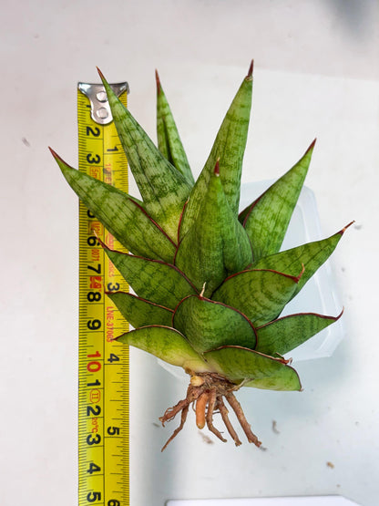 Sansevieria Juleha (ha3) (15) | Rare Collection