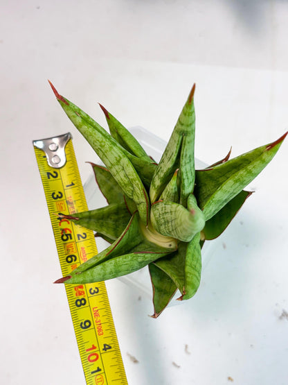 Sansevieria Juleha (ha3) (15) | Rare Collection