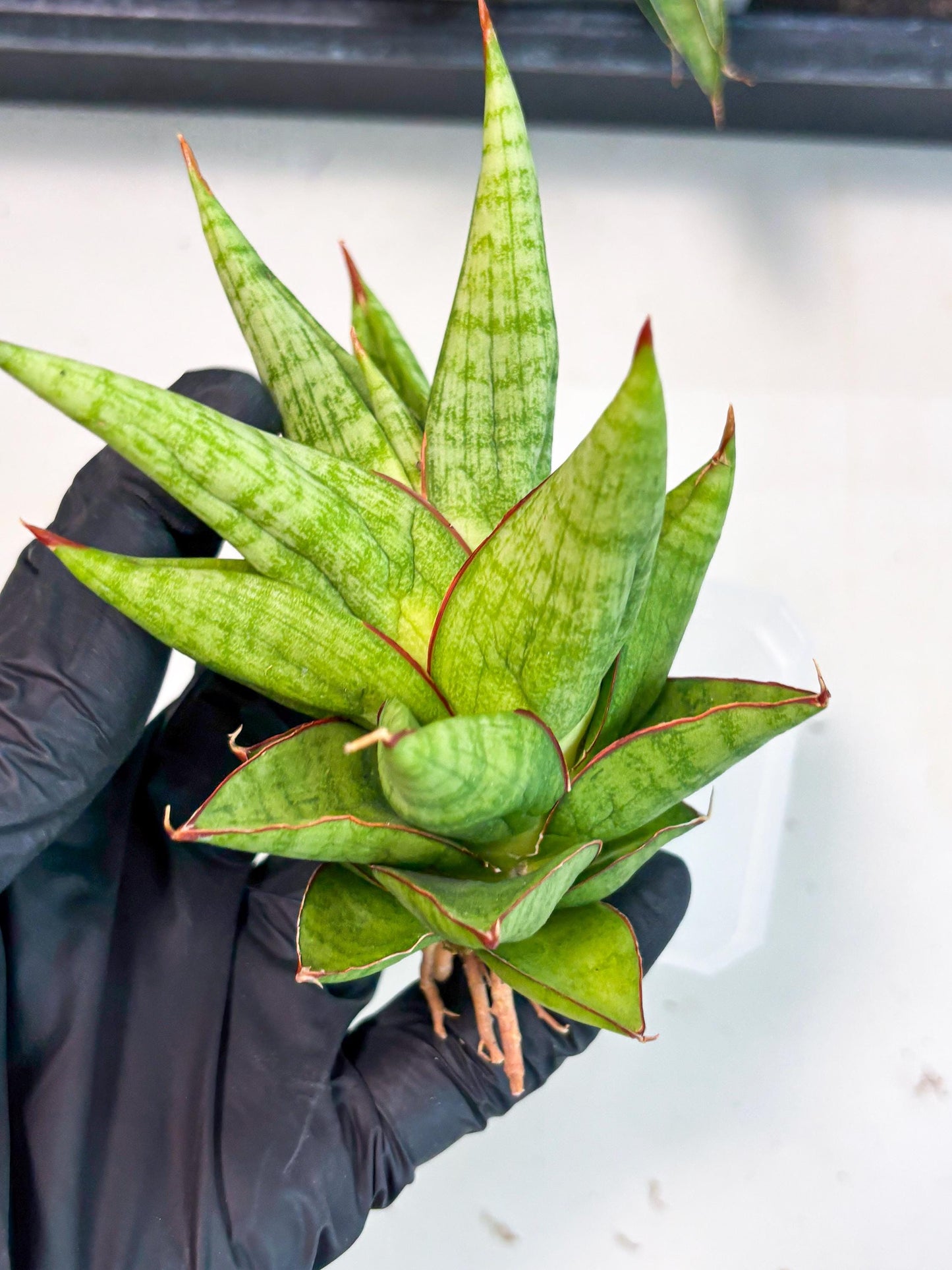 Sansevieria Juleha (ha3) (15) | Rare Collection