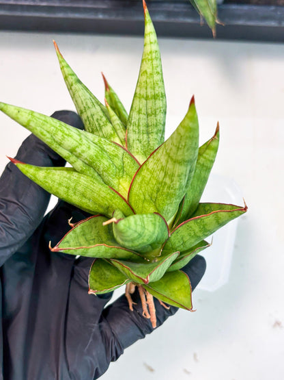 Sansevieria Juleha (ha3) (15) | Rare Collection