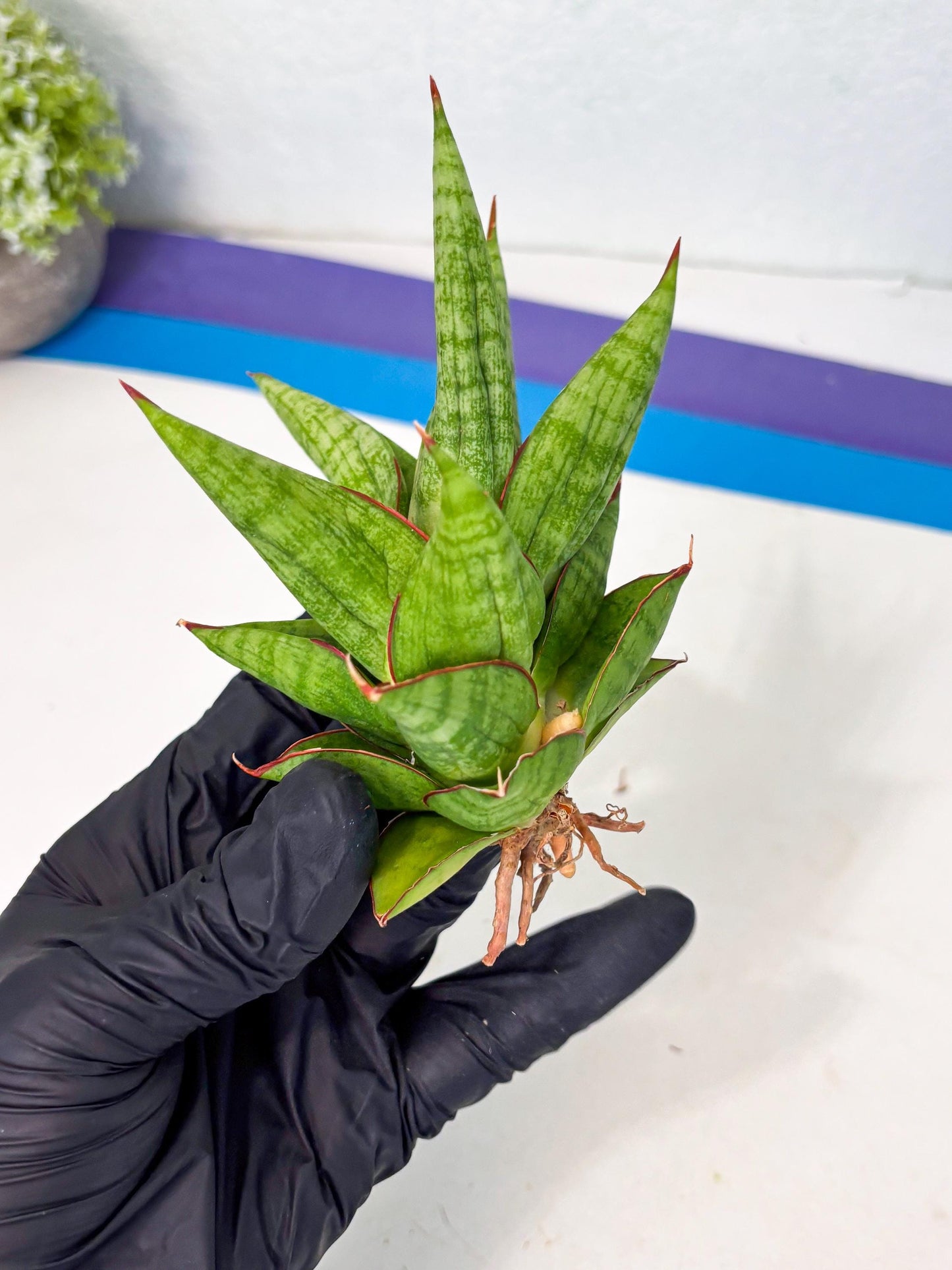 Sansevieria Juleha (ha3) (15) | Rare Collection