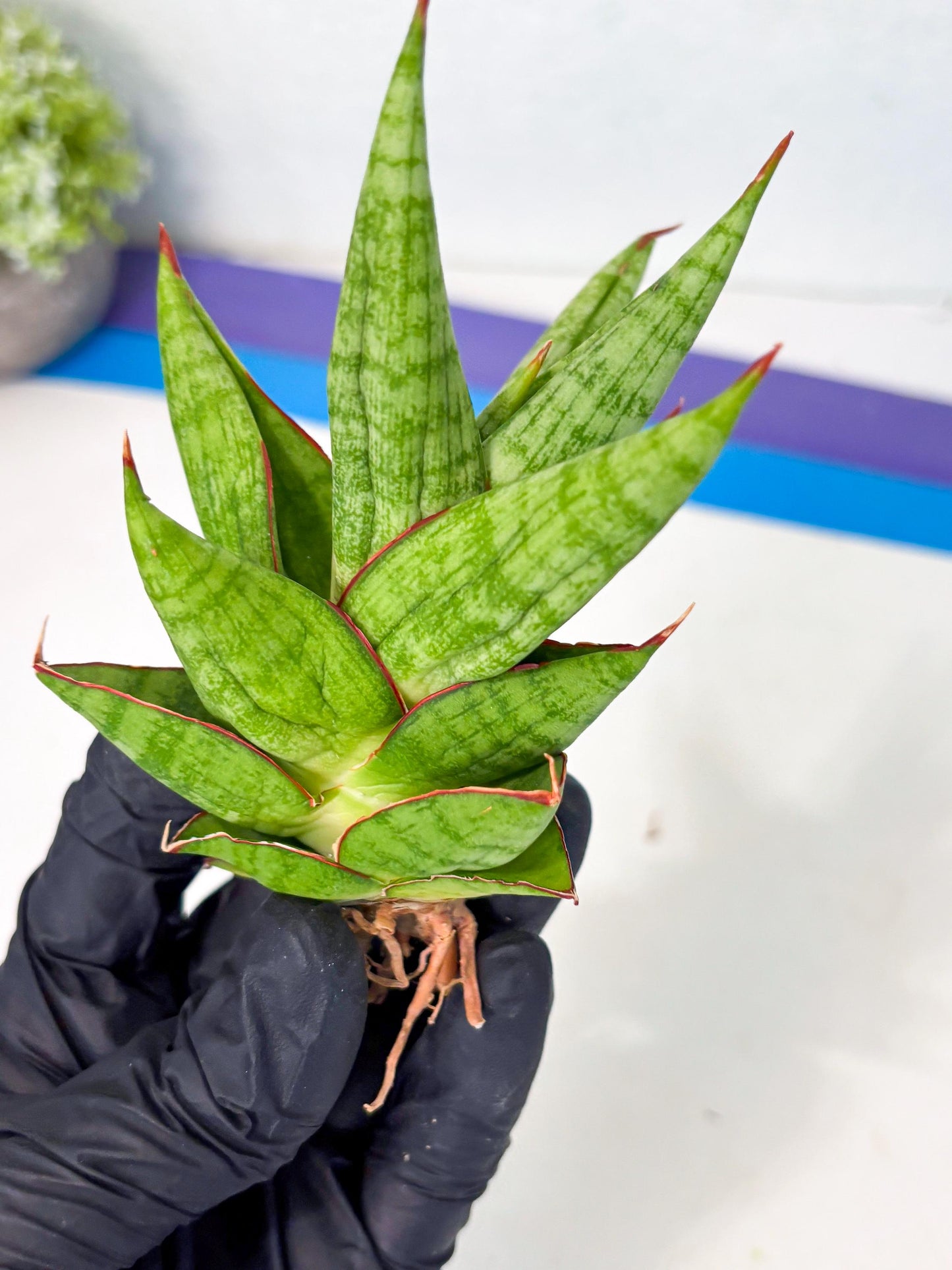 Sansevieria Juleha (ha3) (15) | Rare Collection