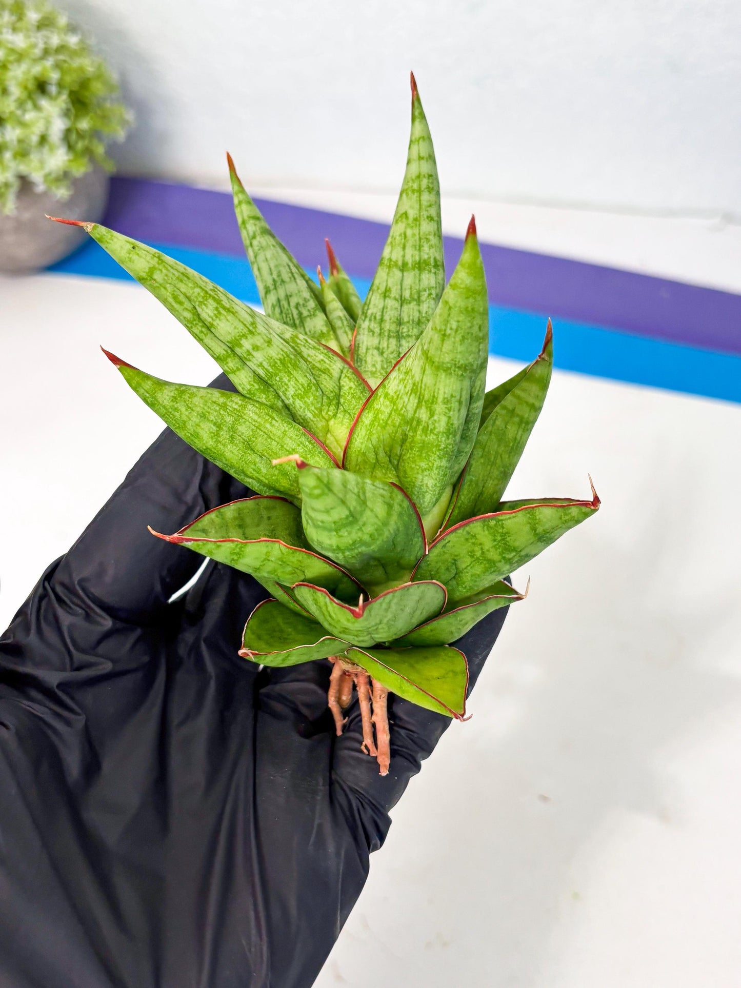 Sansevieria Juleha (ha3) (15) | Rare Collection