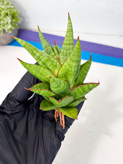 Sansevieria Juleha (ha3) (15) | Rare Collection