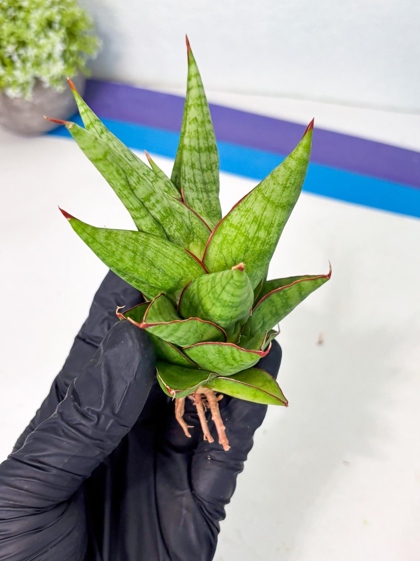 Sansevieria Juleha (ha3) (15) | Rare Collection