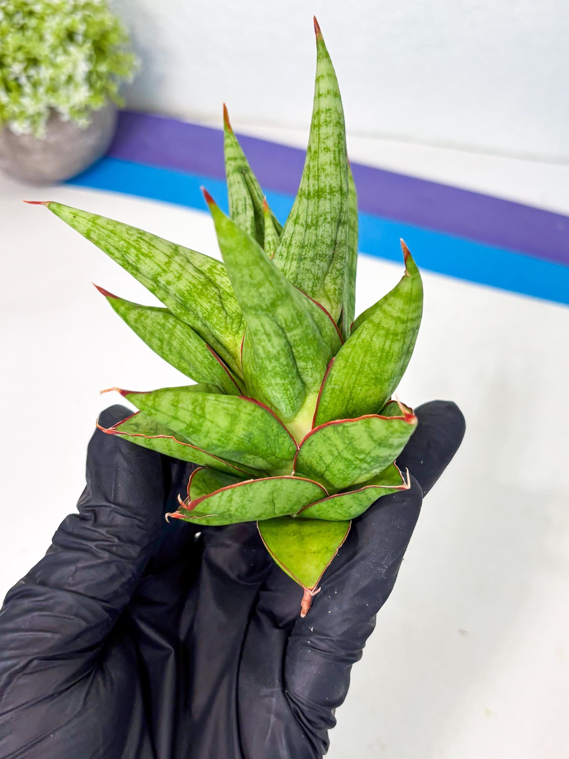 Sansevieria Juleha (ha3) (15) | Rare Collection