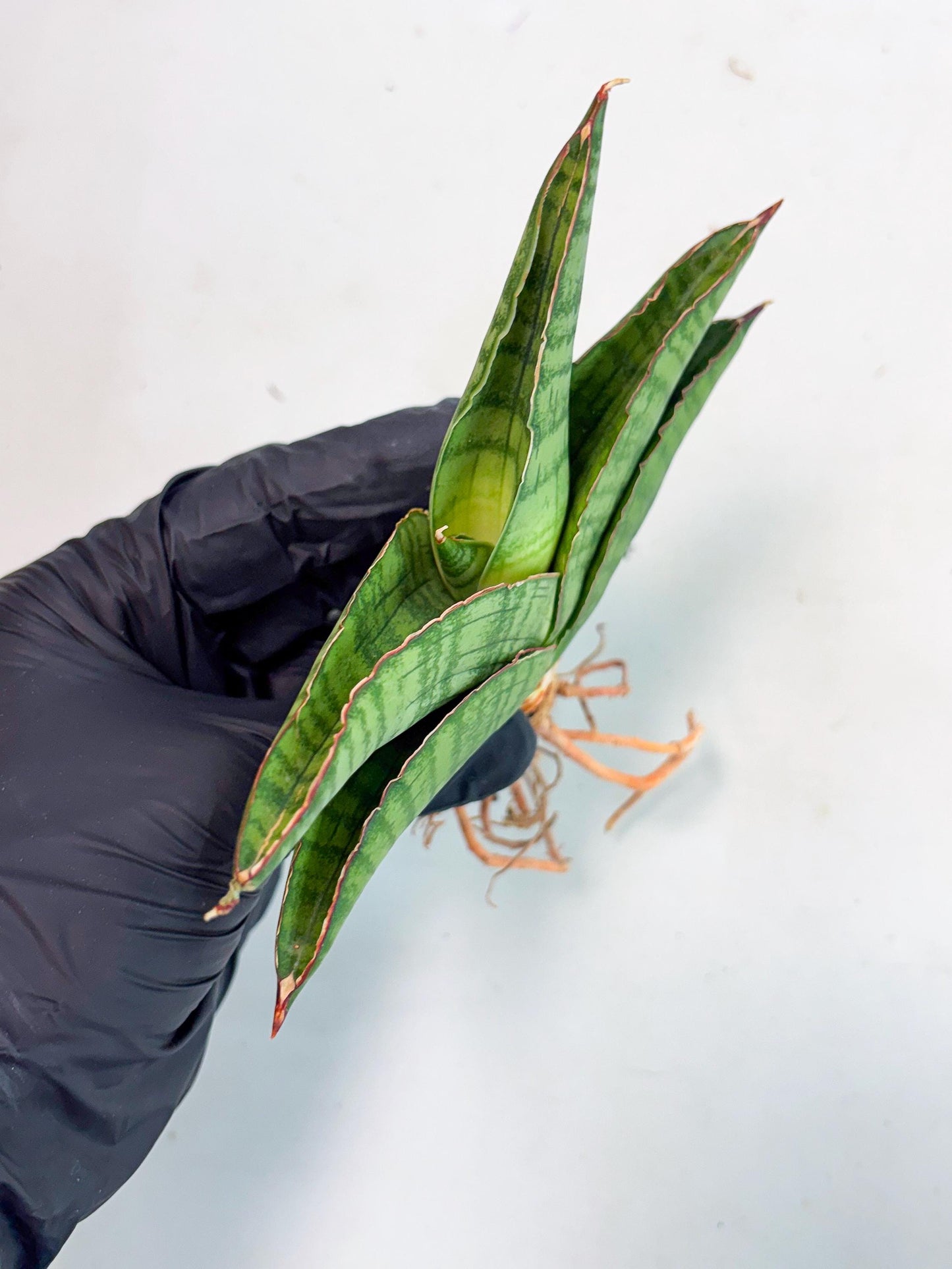 Sansevieria Srikandi (Ha1) (1) | Imported Sansevieria