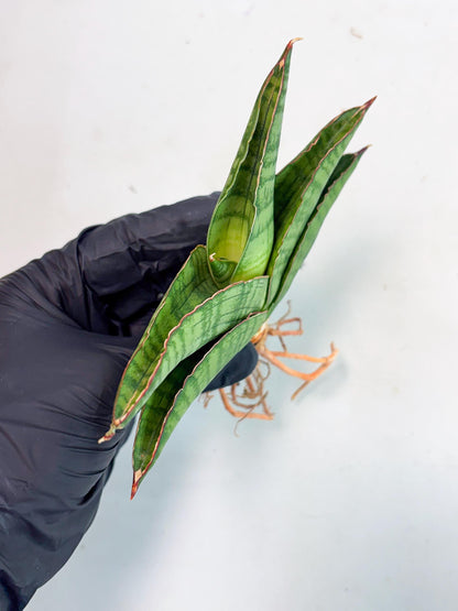 Sansevieria Srikandi (Ha1) (1) | Imported Sansevieria