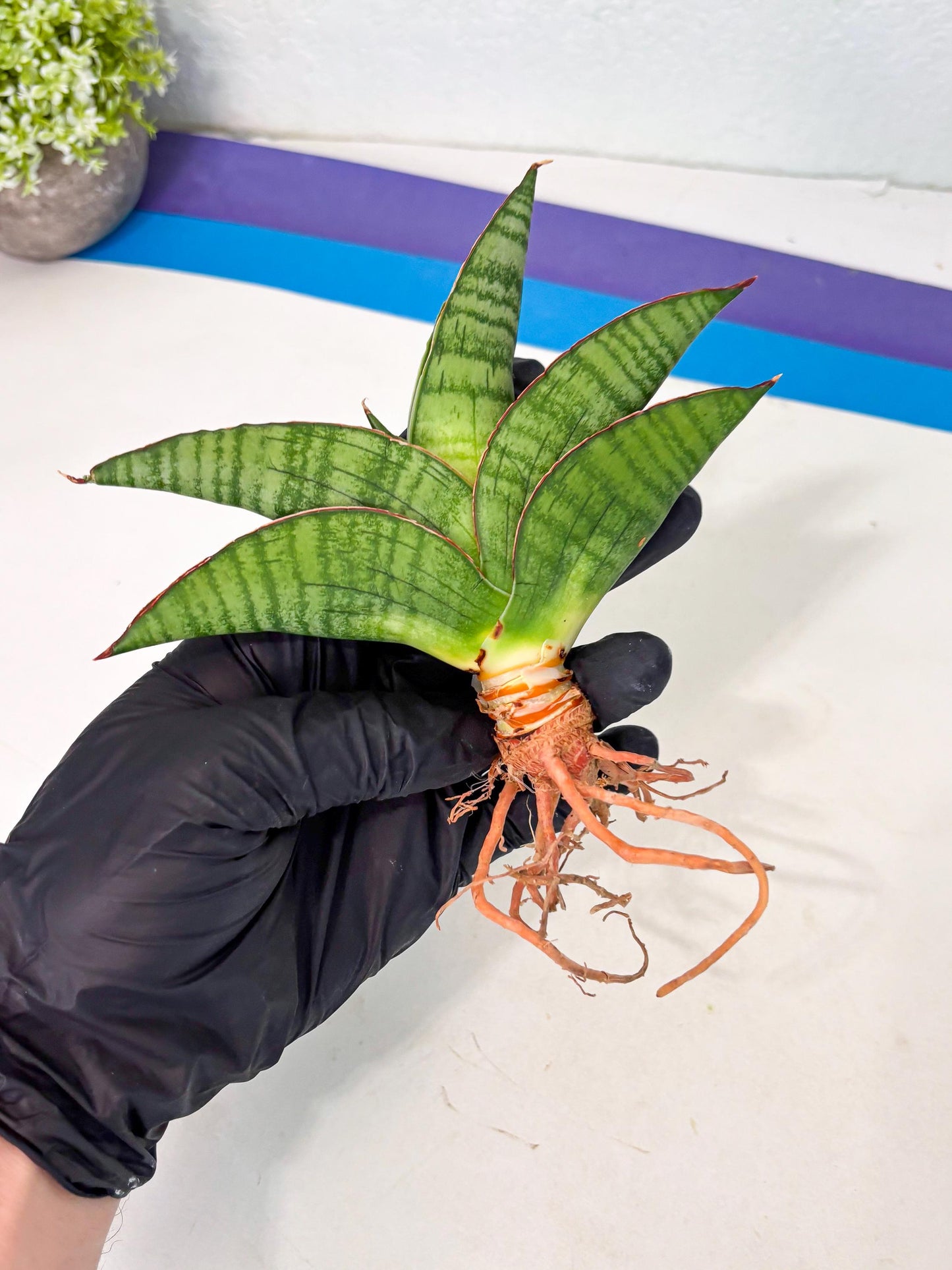 Sansevieria Srikandi (Ha1) (1) | Imported Sansevieria