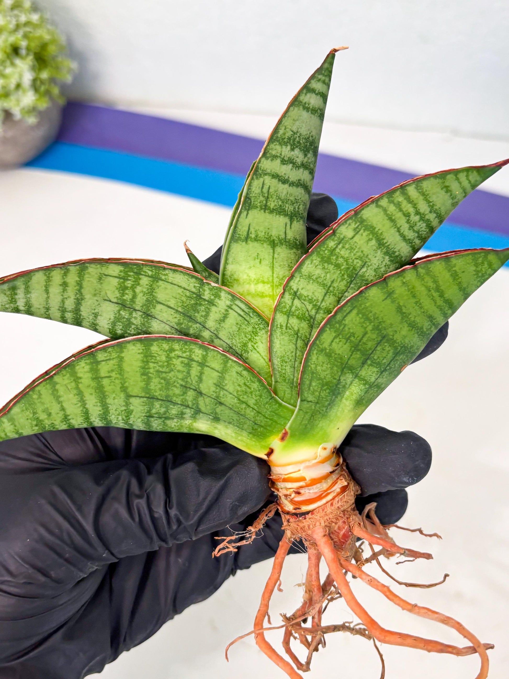 Sansevieria Srikandi (Ha1) (1) | Imported Sansevieria